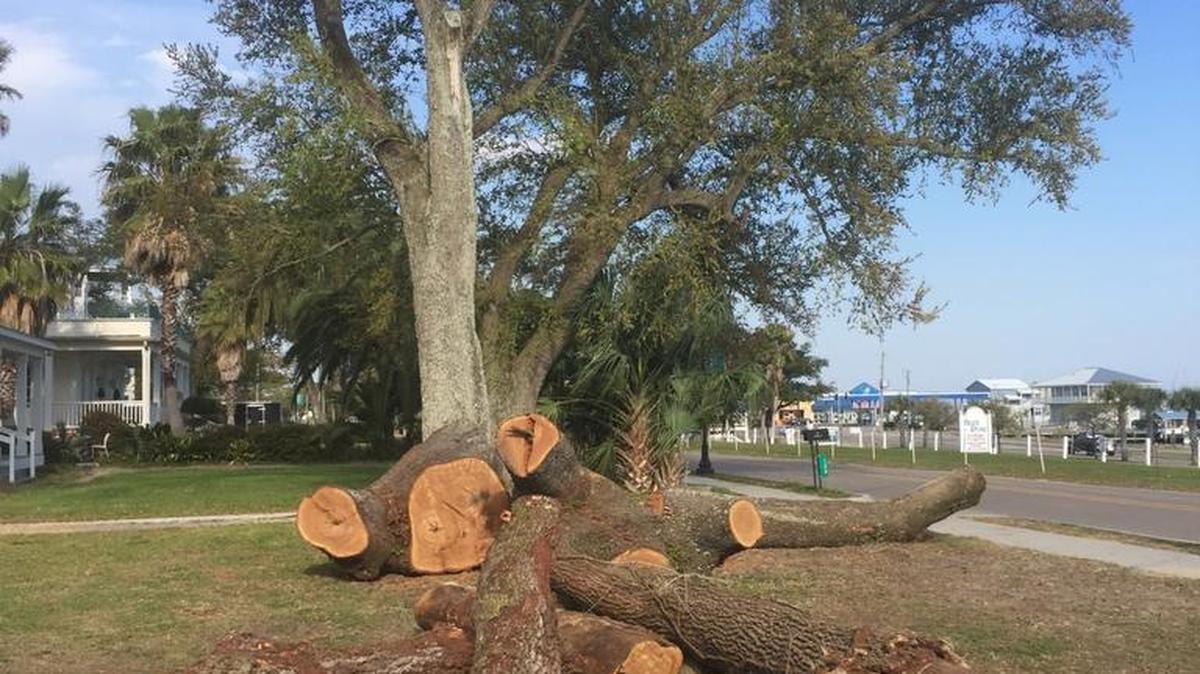 Pass Christian resident Diane Brugger’s Live oak tree is chopped down Wednesday, March 22, 2017, and will be donated to form the ribs of the Mayflower II, a historically accurate reproduction of the original. The tree, which had survived 2005’s Hurricane Katrina, was recently struck by lightning.