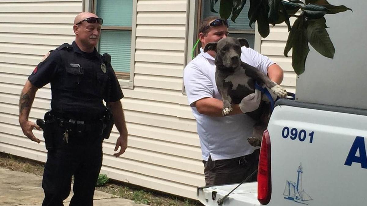 Biloxi Animal Control Officer Jeff Windom places a female pit bull in to the back of his unit at a house on Pringle Circle on Sunday.