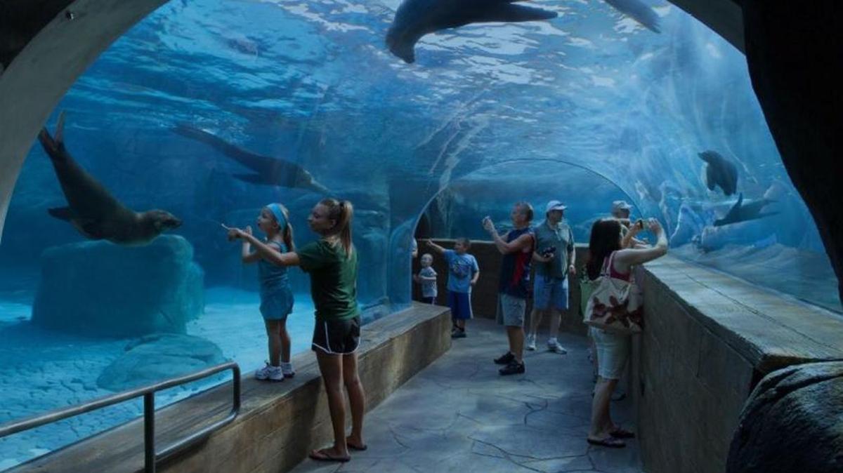Acrylic walls are one of the design features expected for the proposed Mississippi Aquarium in downtown Gulfport. PGAV Destinations of St. Louis designed the aquarium with assistance from Coast architectural firm Eley Guild Hardy. PGAV is a leading designer of aquariums and theme parks.