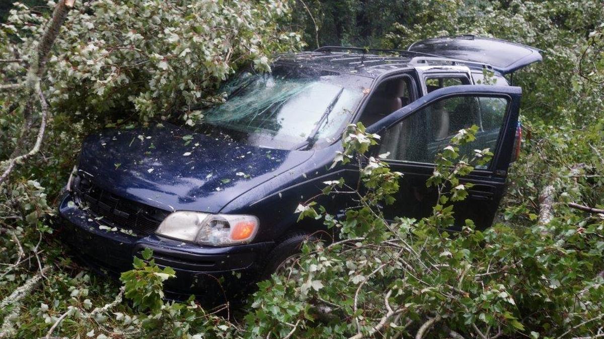 A falling tree landed on this car as it was driving west on Landon Road about noon Friday.