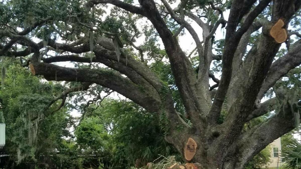 Two branches of the George Wallace tree in Biloxi were cut as the site is prepared for construction of a LaQuinta hotel.