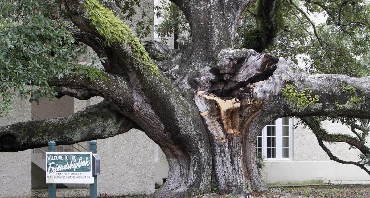 Although it survived Hurricane Katrina, the famous Friendship Oak suffered damage when a large limb broke from the tree, photographed here in 2017 on the University of Southern Mississippi’s Gulf Park Campus.