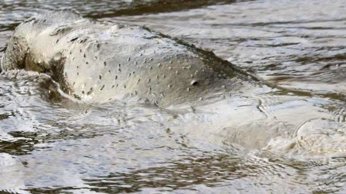 The Alabama Marine Mammal Stranding Network, Sea World Rescue, Dauphin Island Sea Lab and IMMS are working Friday, Jan. 13, 2017, to capture a manatee spotted in the Biloxi and Tchoutacabouffa rivers.