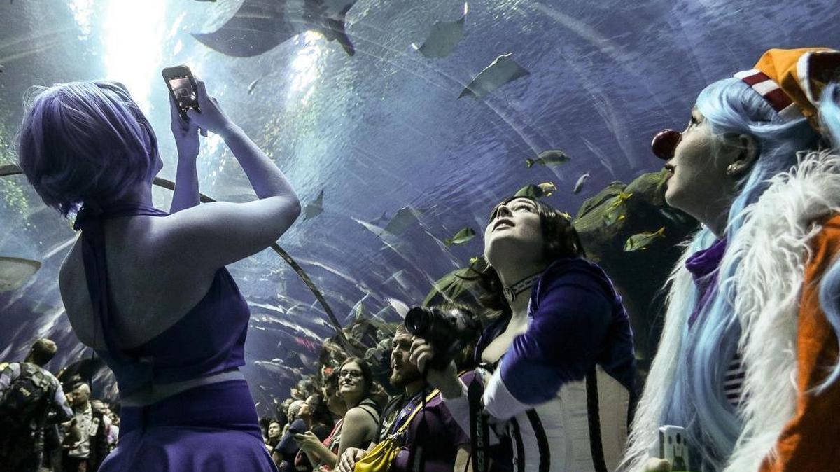 The proposed Mississippi Aquarium in downtown Gulfport would feature acrylic walls like the ones at the Georgia Aquarium, pictured here during a private party for Dragon Con last year. The transparent walls that are popular in today’s aquariums give visitors the sense of being underwater with marine life.