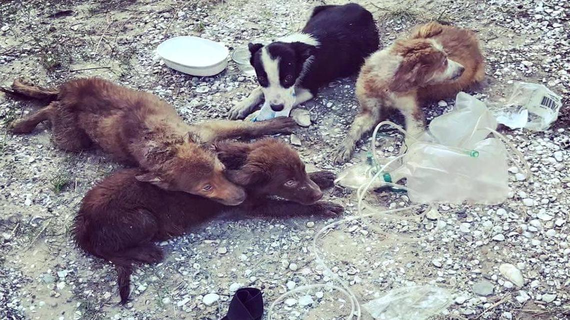 Four puppies pulled from a house fire Monday were revived by Biloxi firefighters.