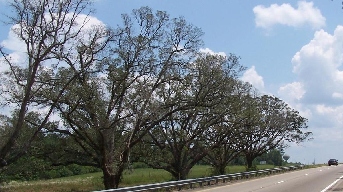 These distressed Live oaks in the median of U.S. 49 were sprayed with an herbicide that MDOT initially thought killed them in 2010. Instead of cutting them, the state agency called in help to save them.