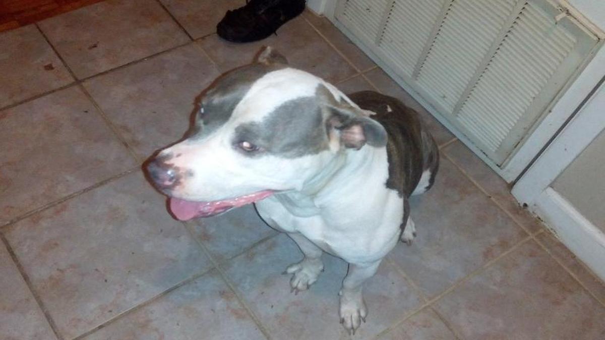 Cleo was euthanized and tested for rabies. The Mississippi Health Department said the test came back negative.