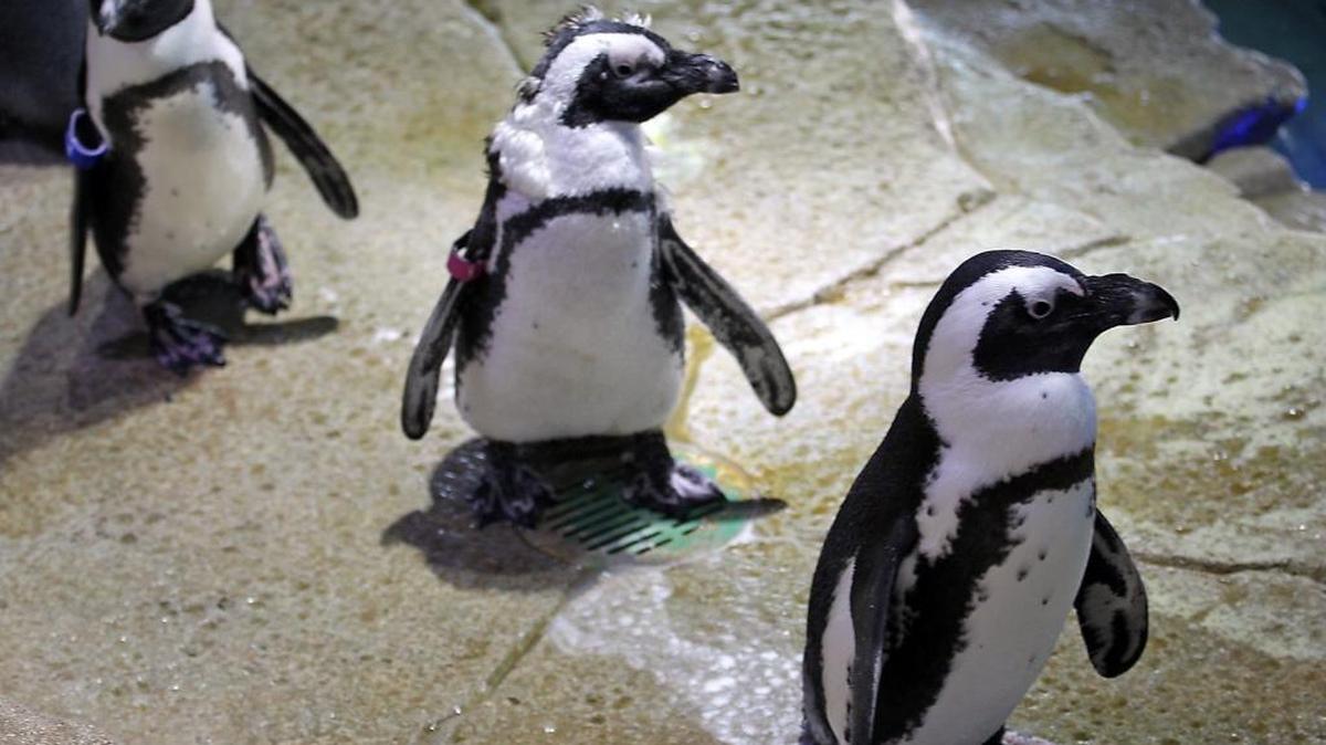 South African penguins are part of an exhibit at the Miami Seaquarium on Tuesday, December 13, 2016. The ‘Penguin Plunge’ will be one of the first exhibits open at the Mississippi Aquarium when it opens in Spring 2019.