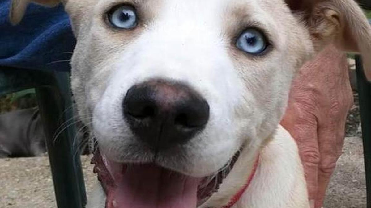A viral video appears to show a man beating Albert, a one-year-old dog.