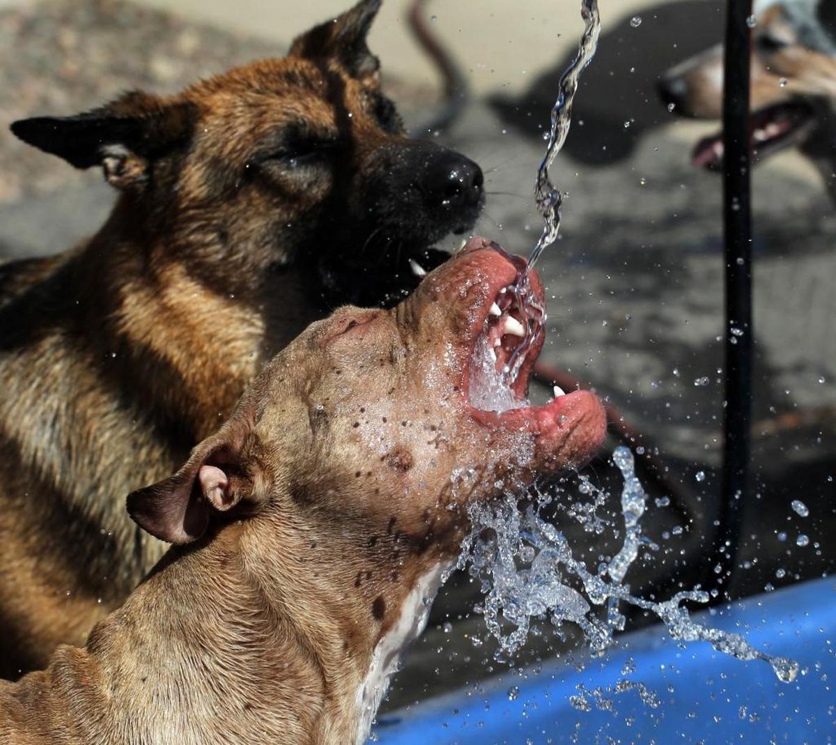 Homeowner insurance policies often exclude coverage for injuries caused by dogs considered high-risk breeds, including pit bulls, German shepherds and a number of others.
