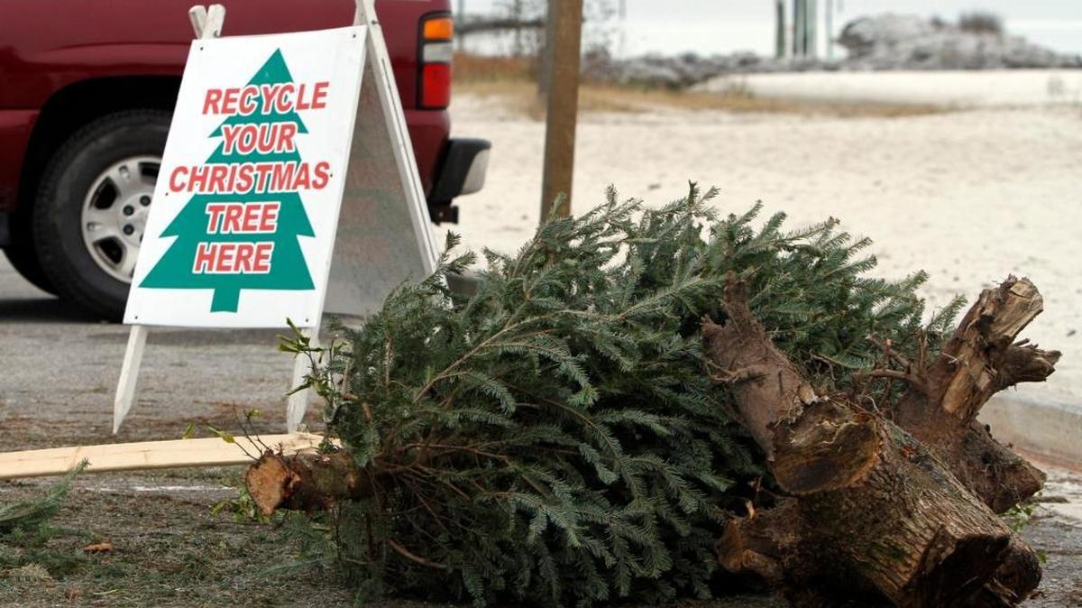 It’s about time to recycle Christmas trees. This is one of the recycling drop-off areas off Courthouse Road and U.S. 90 in Gulfport, as shown in 2016.