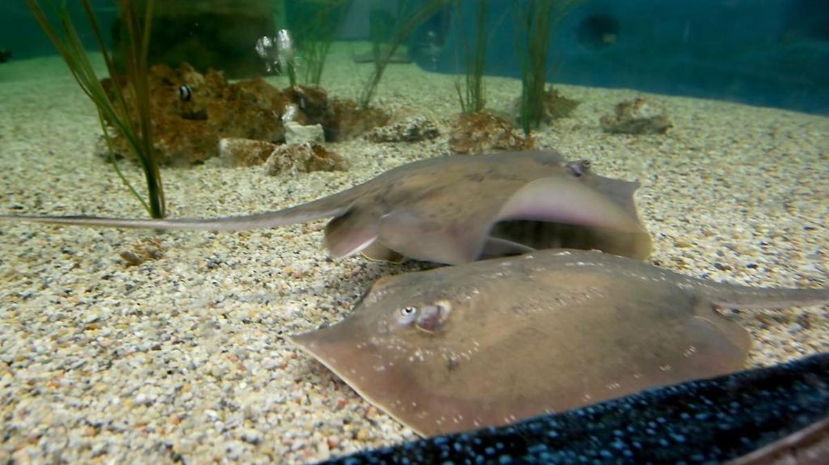 Charlotte’s pregnancy could be the first known case of parthenogenesis in her species.