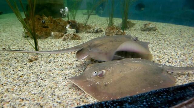 Charlotte, NC stingray famous for mystery pregnancy, is dead ...