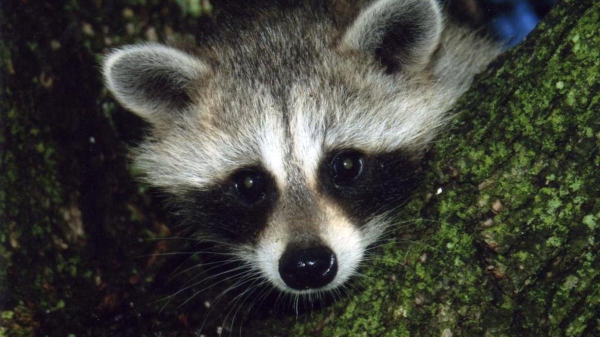 This is an undated file photo of a baby raccoon was provided by The Humane Society of the United States.