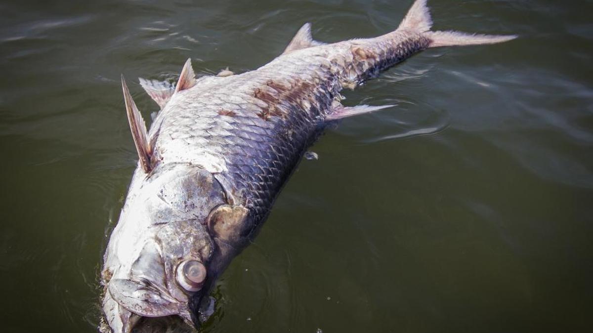 Gulfport fisherman Kyle Johnson photographed one of the dead tarpon he saw a mile south of Cat Island on Saturday. Each one was 40 to 80 pounds.