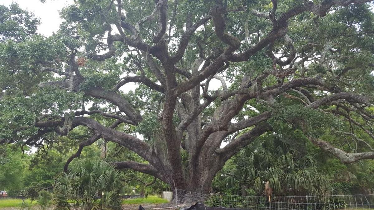 This Live oak is registered with the Societe des Arbres but that doesn’t offer the protection that the city tree ordinance offers.