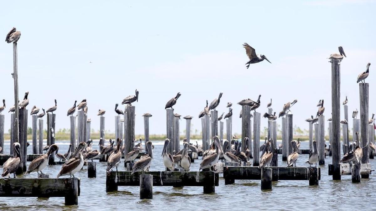 Dozens and dozens of pelicans roost near the shore and group up in the water near Holley and Lee streets, east of the Small Craft Harbor in Biloxi on Monday, August 1, 2016.