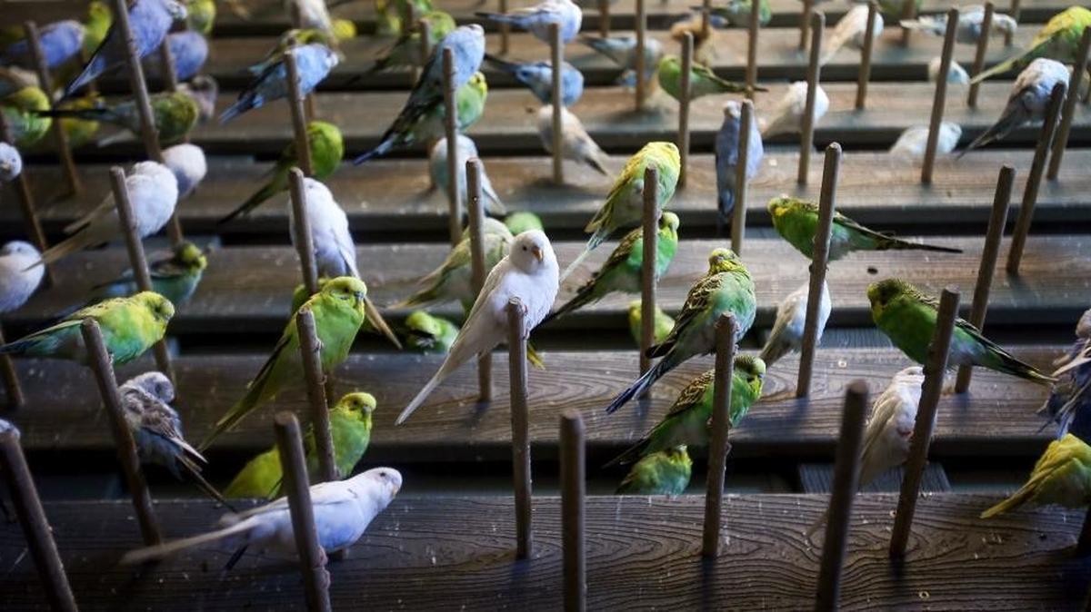 Hundreds of parakeets rest in their roost at the new Ocean Adventures in Gulfport on Monday, March 12, 2018. The $15 million complex has stingray, sea lions and dolphin pools and much more.