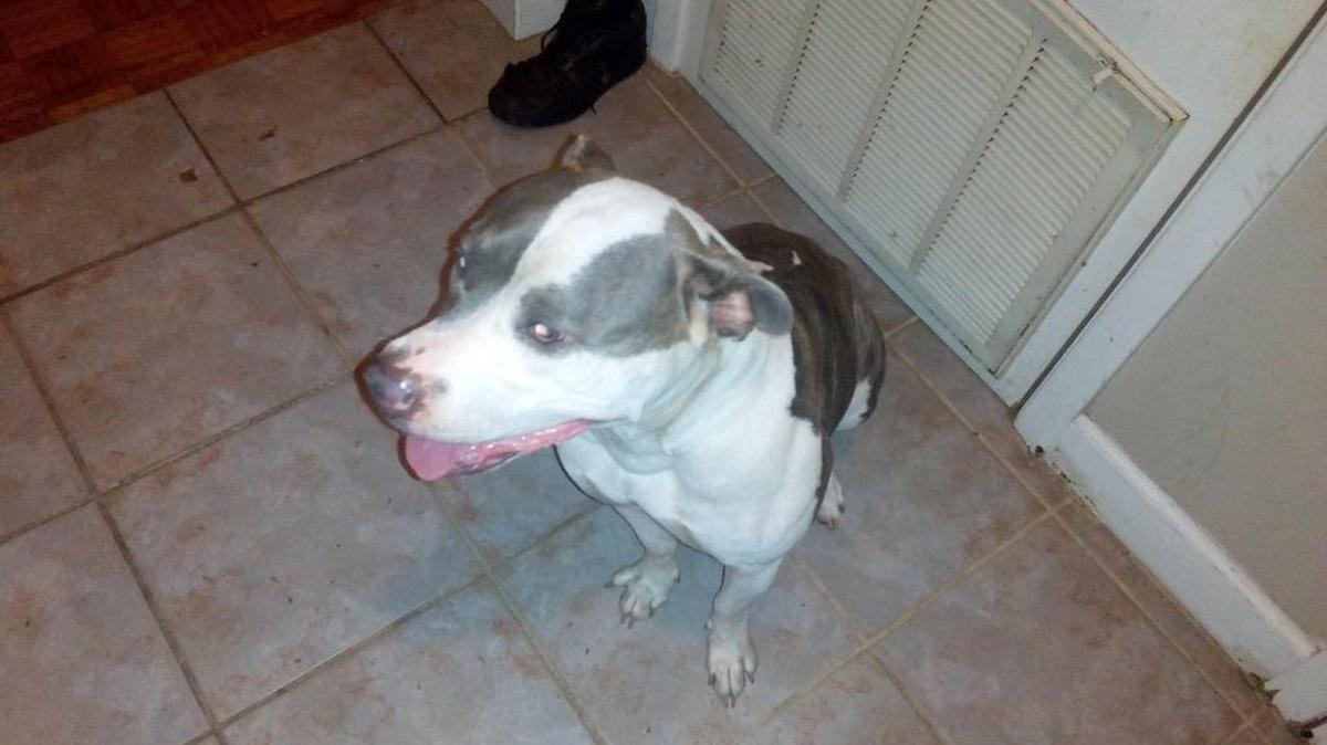 Cleo will be euthanized Tuesday because there was no record of rabies shots for the pit bull-terrier mix, who attacked two boys Thursday in Biloxi.