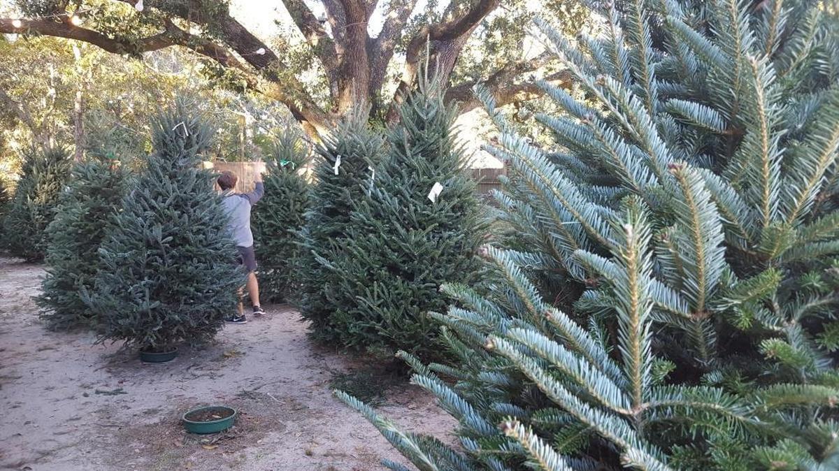 Before you decorate your Christmas tree, consider Audubon when the season is over. If there’s nothing that’s not biodegradable on it, Audubon would like if. They’ll use it to help build marsh near the center in downtown Moss Point.