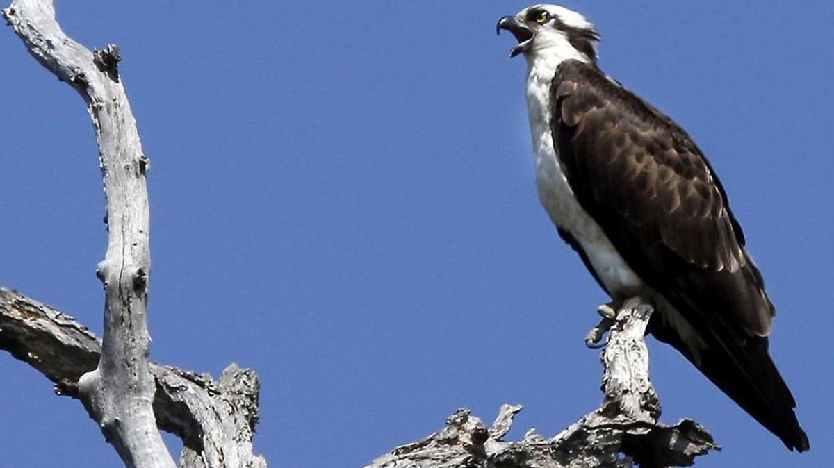 Osprey, also called fish hawks, build large nests in the top of dead trees or on light poles near the water for easy access to fishing. This osprey was photographed near its nest along Davis Bayou in Ocean Springs.
