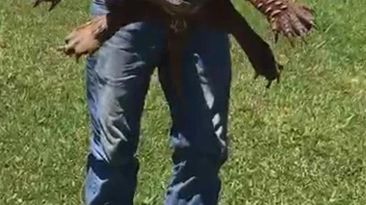 A large alligator snapping turtle is removed from a yard in Vancleave on Tuesday, May 2, 2017.