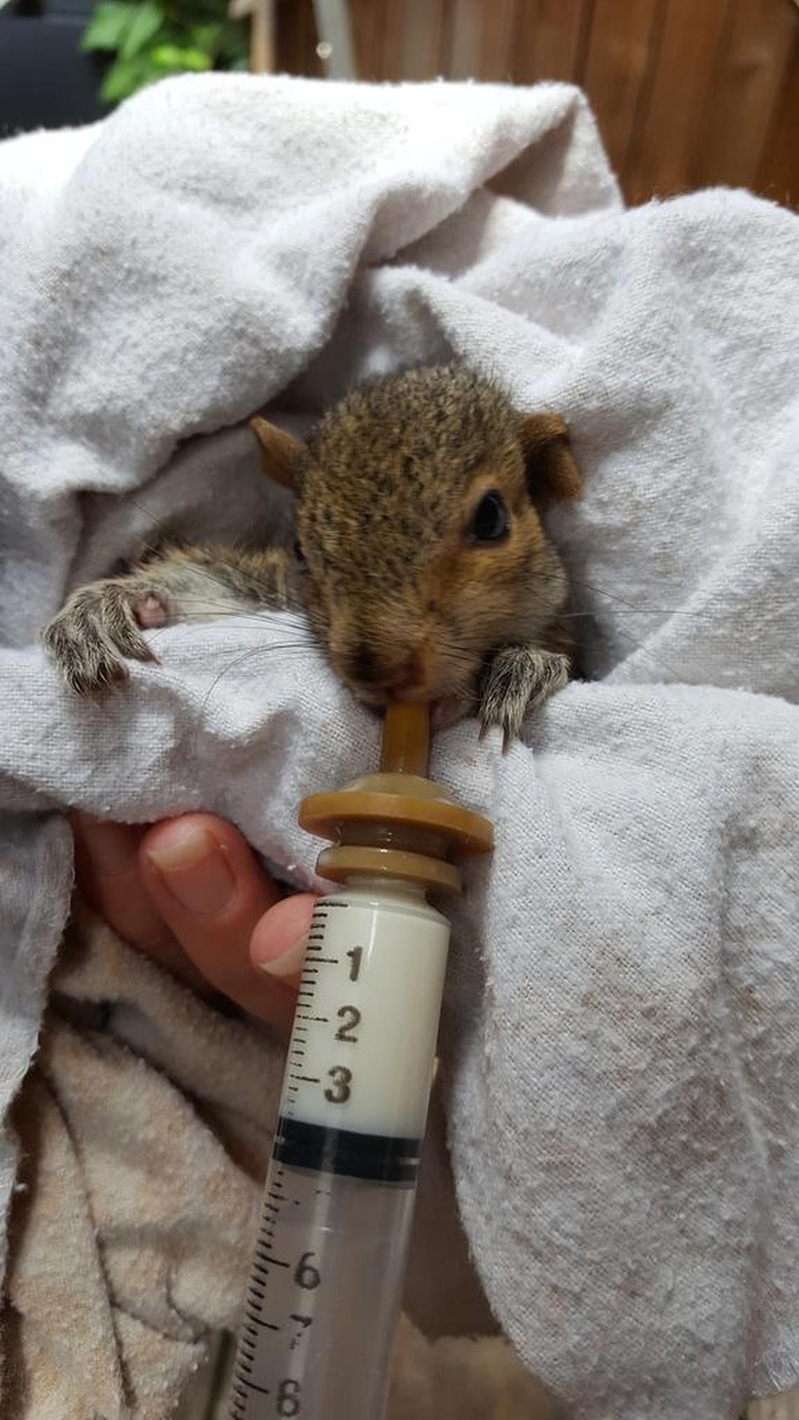 This little squirrel lost his nest earlier in the year and has been recovering at Wildlife Care and Rescue Center.