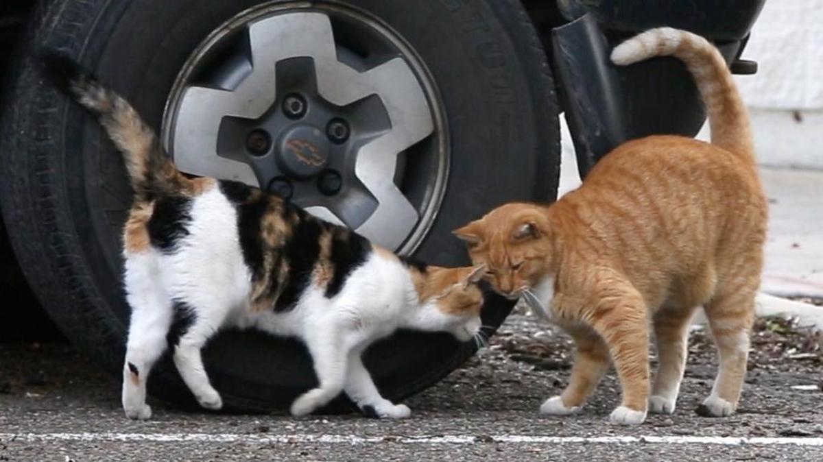 Ocean Springs decided Tuesday to exclude cats from the leash laws, allowing them more freedom to roam.
