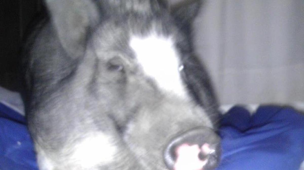 Pet pig Patrick is allowed to stay in Moss Point until his owner returns from military deployment in Iraq.