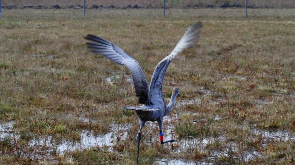 Prescribed burns key to protecting habitat at Mississippi Sandhill Crane refuge