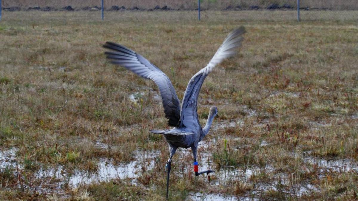 One of three young sandhill cranes released south of U.S. 90 on Tuesday spreads its wings as it enters the Mississippi Sandhill Crane National Wildlife Refuge.
