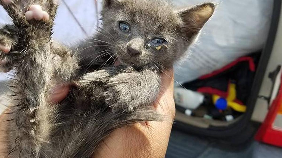 This gray kitten had a big day Thursday. It was rescued from a street drain pipe in Moss Point and found a home.