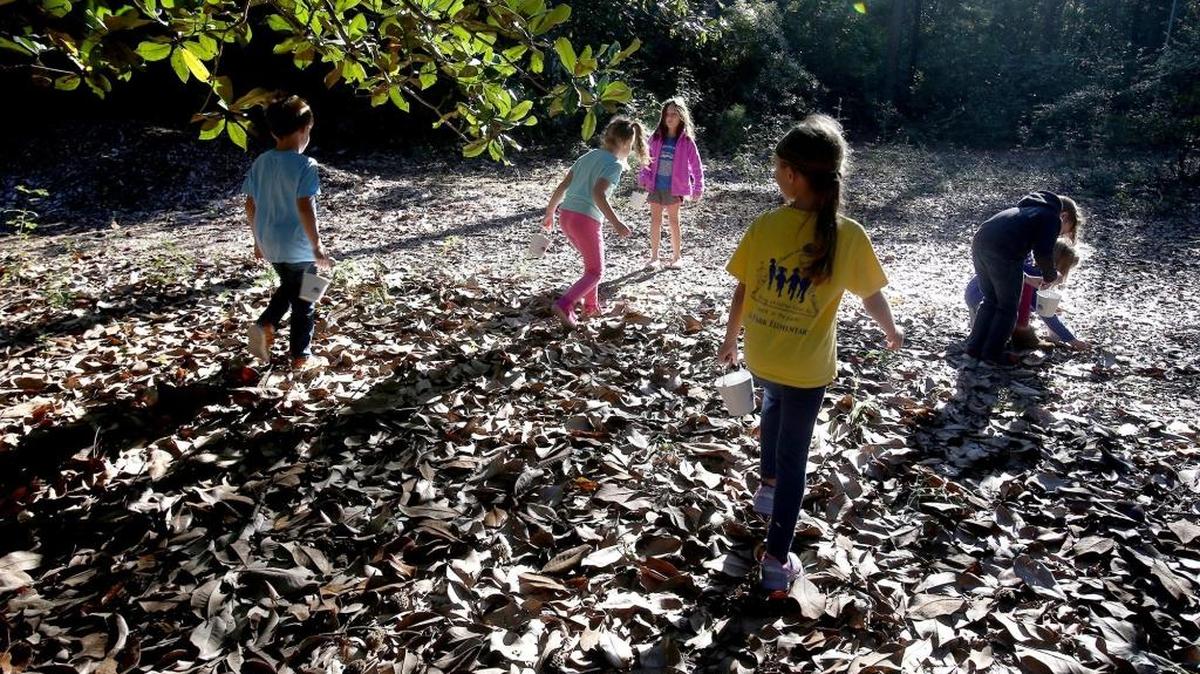 Oak Park Elementary second-graders collect acorns Friday, October 21, 2016, at Twelve Oaks in Ocean Springs. The acorns will be nurtured into future trees by the Hancock Bank Perseverance Oaks program. The Twelve Oaks property on Old Fort Bayou was adopted by the Perseverance Oaks program.