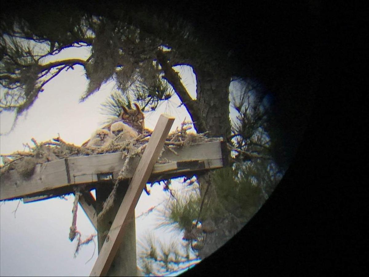 Baby great horned owls made their debut on Valentine’s Day at a nest they borrowed from osprey at the Pascagoula River Audubon Center in Moss Point.