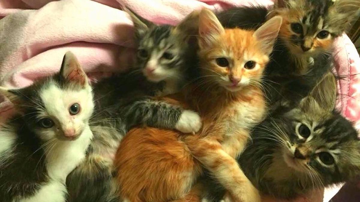 This group of kittens came to the Feral Feline Coalition recently for adoption and are considered tame and friendly.