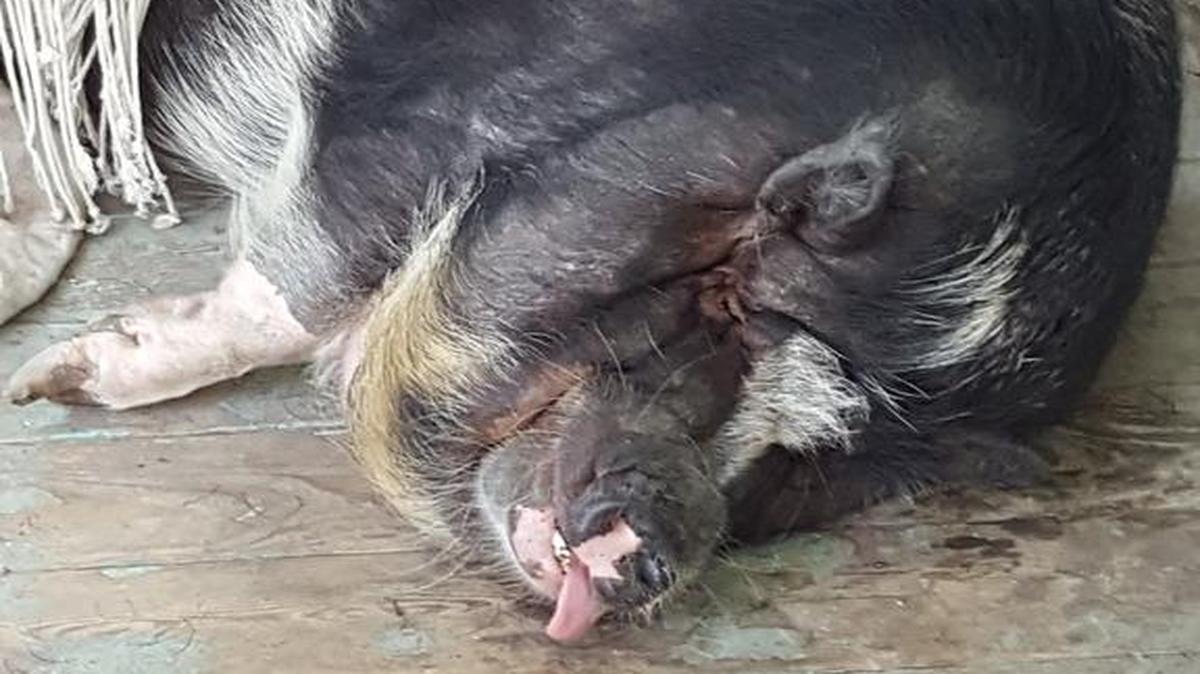 A pig named Patrick who has been a pet for seven years is at the center of a controversy in Moss Point , because an ordinance passed three years ago outlaws pigs in the city.