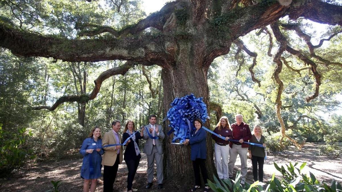 Dignitaries cut the ribbon around one of the many oak trees at the Twelve Oaks property on Old Fort Bayou in Ocean Springs to signify the adoption of the property into the Hancock Bank Perseverance Oaks program on Friday, October 21, 2016.