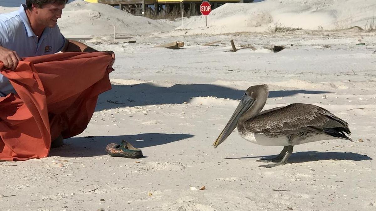 Christopher Eyermann uses Dena McKee’s remaining shoe to lure the pelican.
