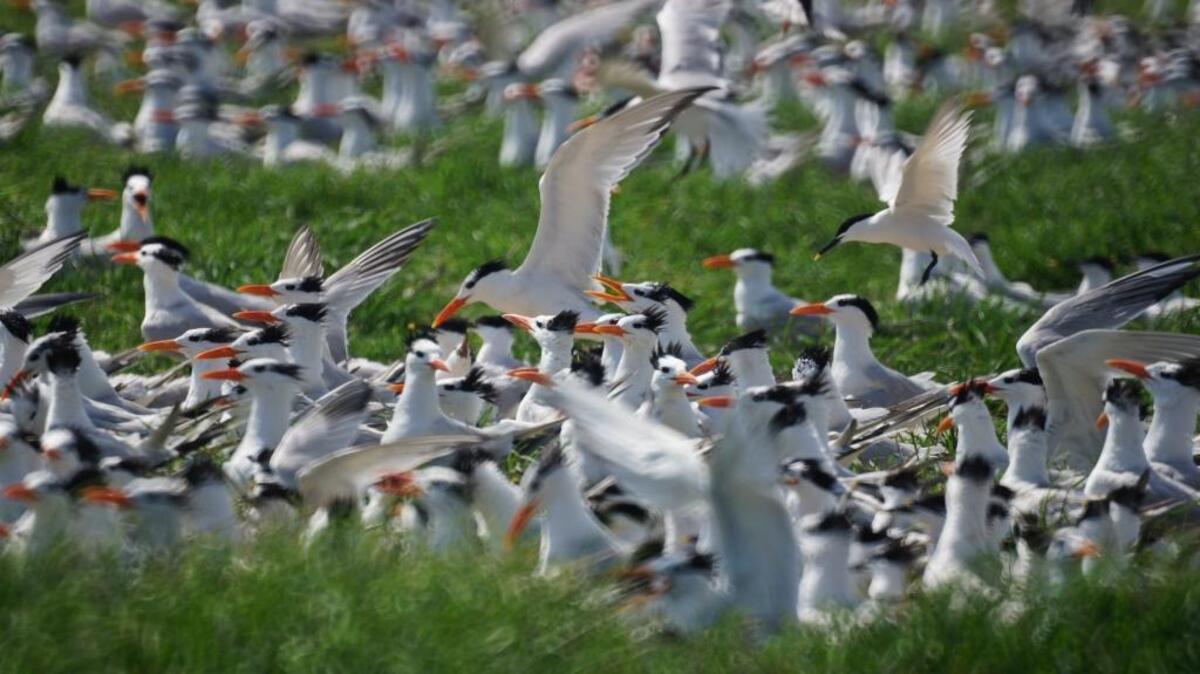 Royal terns and sandwich terns are nesting on New Round Island by the thousands. The newly formed and dangerous island is off limits to humans.