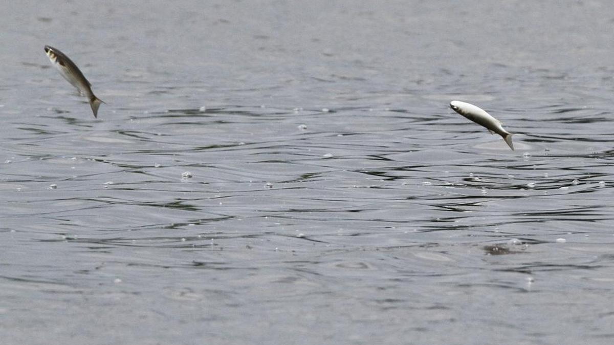 A pair of mullet jump out of the water on Lake Yazoo, near the Pascagoula Inner Harbor, on Monday, July 17, 2017.