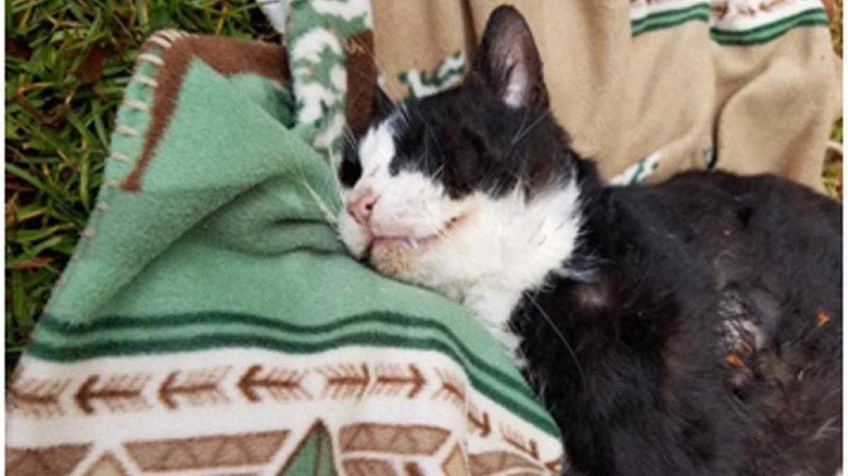 A photo taken by Moss Point police shows injuries a cat suffered that led to its death by scalding. A necropsy showed the cat died from severe thermal burns over the majority of its body.