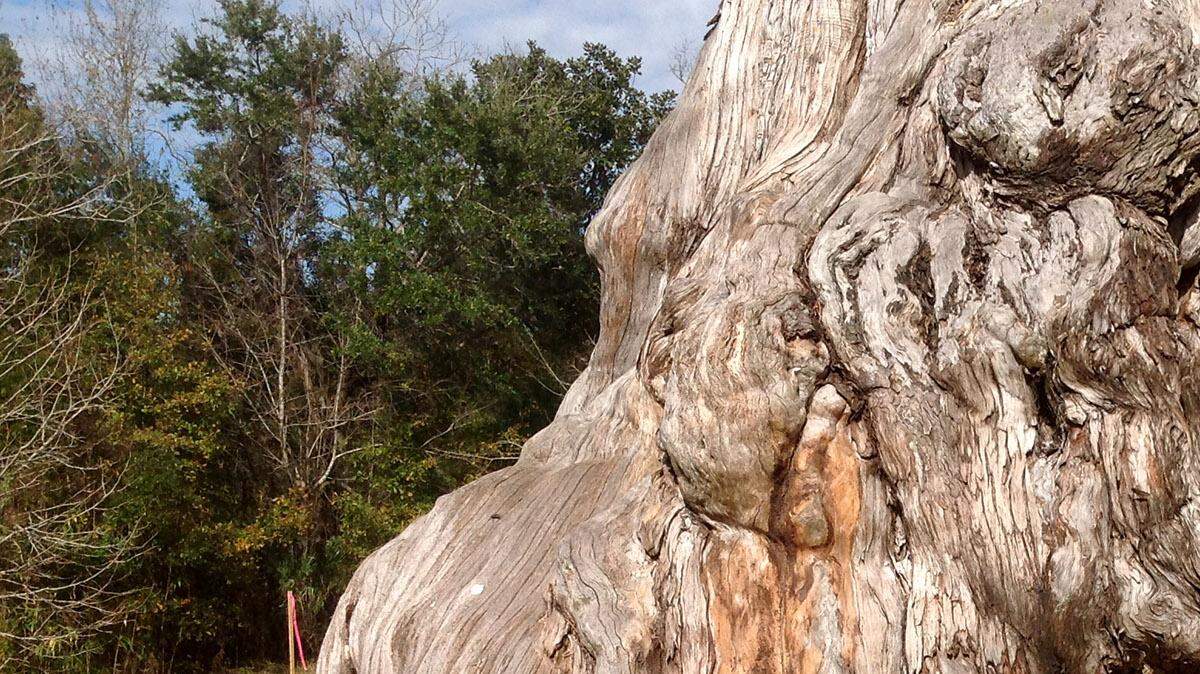 KAREN NELSON/SUN HERALD
Ocean Springs residents are trying to save this gnarly tree on Jackson Avenue.