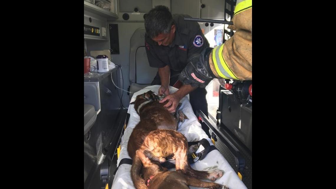 Two dogs were rescued from a burning home in Wiggins. Another dog died.