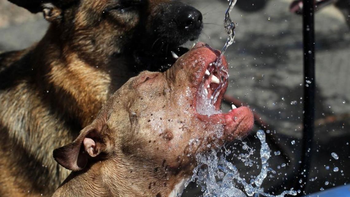 North Carolina had the eighth-most dog bites on postal workers in 2023, a new report from the U.S. Postal Service says.