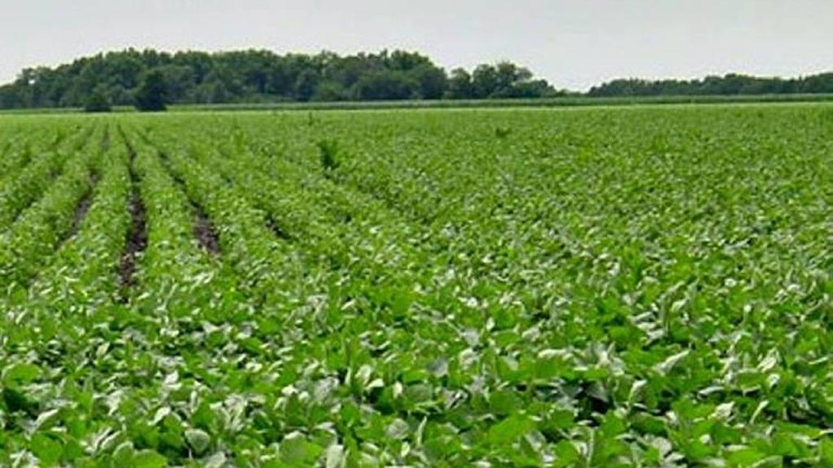 A loan to grow crops, such as this field of soybeans, has resulted in a second federal indictment against a member of the Parden Farms family in Perkinston. Arizona Parden is accused of selling crops of soybeans mortgaged to the Farm Service Agency. Soybeans are Mississippi’s top row crop and the U.S. is the world’s larger producer and exporter of soybeans.