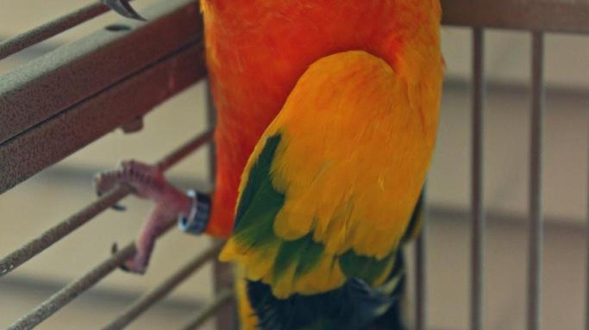 This is a red sun conure, such as the one stolen from the front the porch of a home in Kiln.