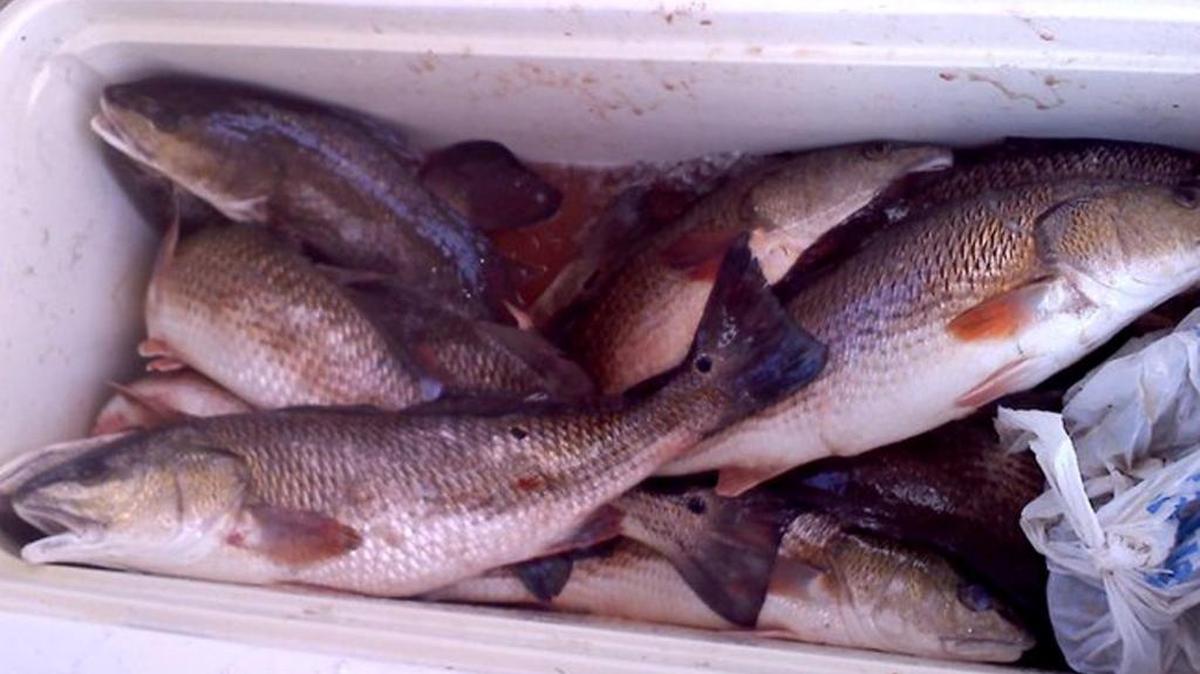 The president of Cowart Seafood in Bay St. Louis has pleaded guilty to a charge involving the illegal sale of red drum such as these, also known as redfish, and a firearm violation.