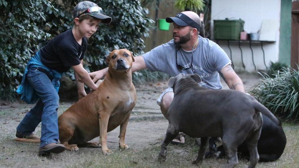 Todd Holland and his son, Wyatt, 6, play with their pit bulls in the back yard of their Biloxi home on Friday Nov. 18, 2016.