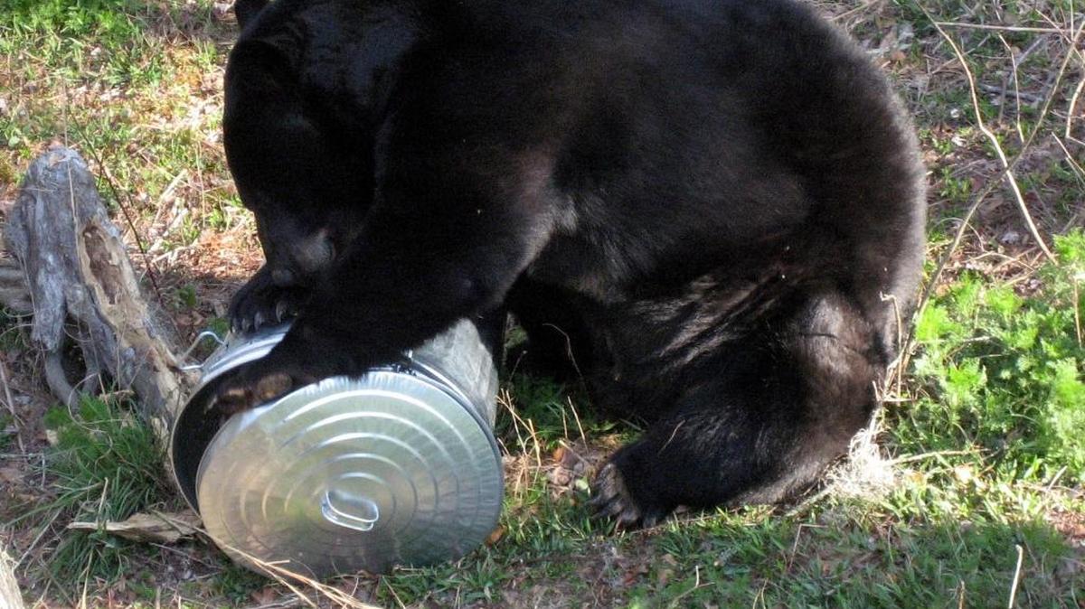Like Florida, Mississippi has a growing bear population. Florida is educating residents to be "bear wise," pointing out a bear sometimes finds more calories in a garbage can than it does through a day's foraging.