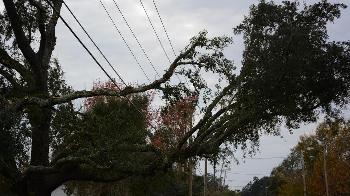 Power lines remain exposed after utility crews cut down tree branches and limbs along 2nd Street in Gulfport. Neighbors say Mississippi Power crews went too far.
